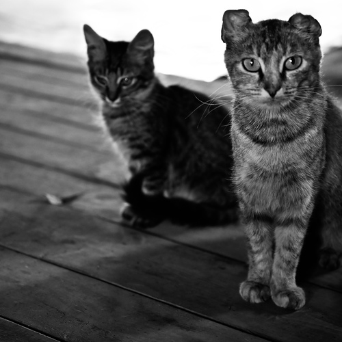 Photo #14026741