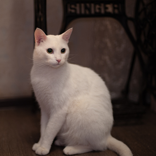 Photo #14026754