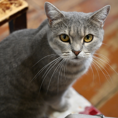 Photo #14026782