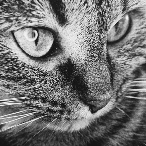 Photo #14026850