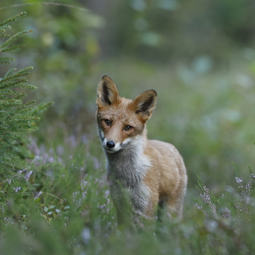 Photo #14026881