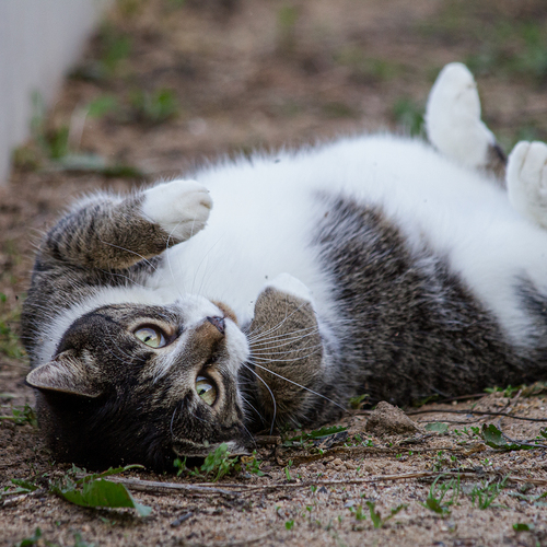 Photo #14026931