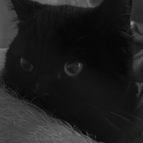 Photo #14027010