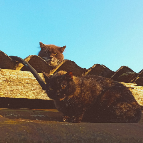 Photo #14027034