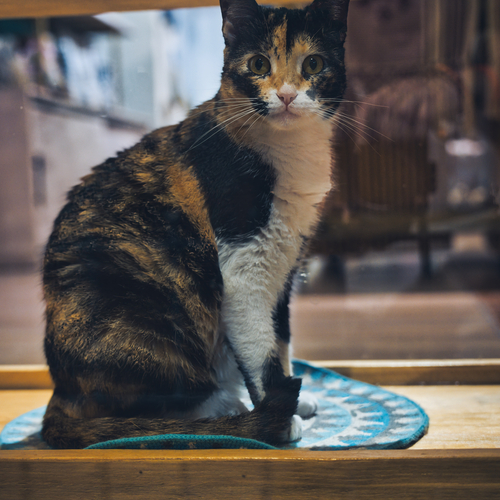 The Tortoiseshell Guardian