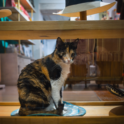 The Tortoiseshell Guardian