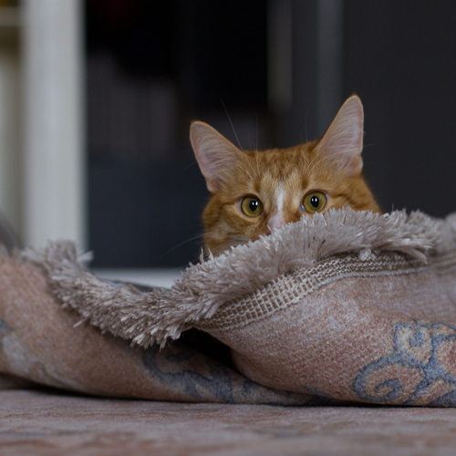 Photo #14027071