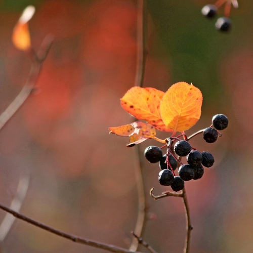 Photo #14027153