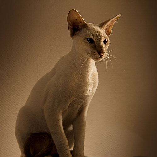Ориентальный котик