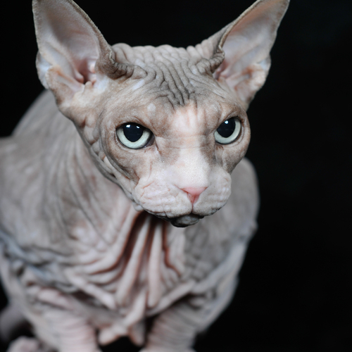 Photo #14027251