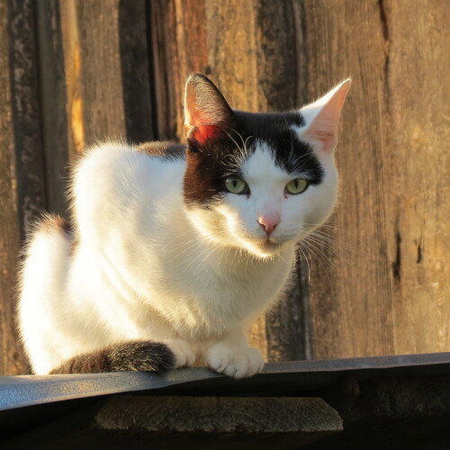 Photo #14027318