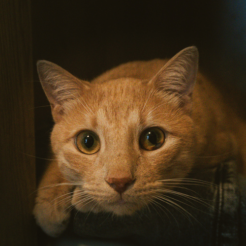 Photo #14027332