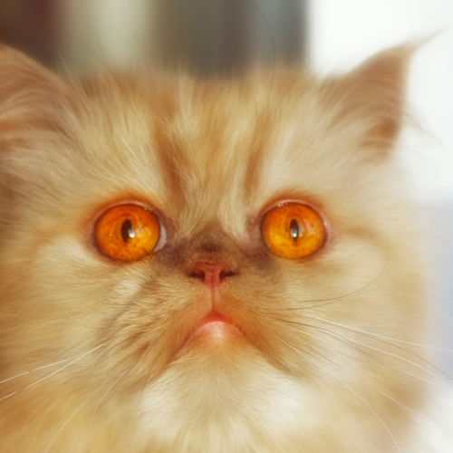 Photo #14027353