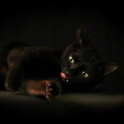 Photo #14027405
