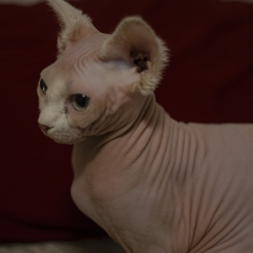 Photo #14027411