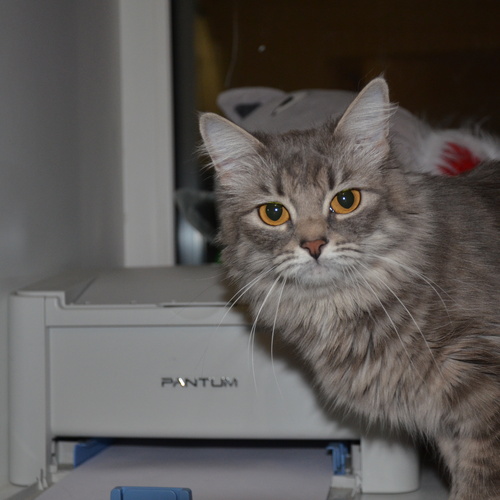 Photo #14027413