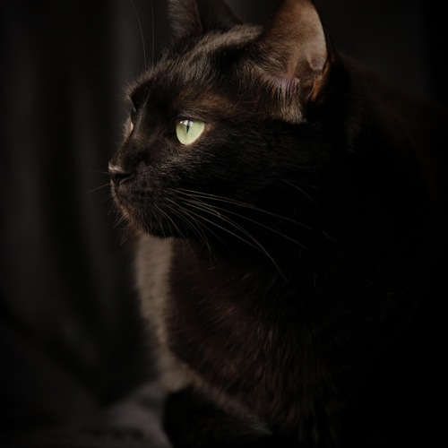 Photo #14027422