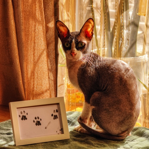 Художник.
