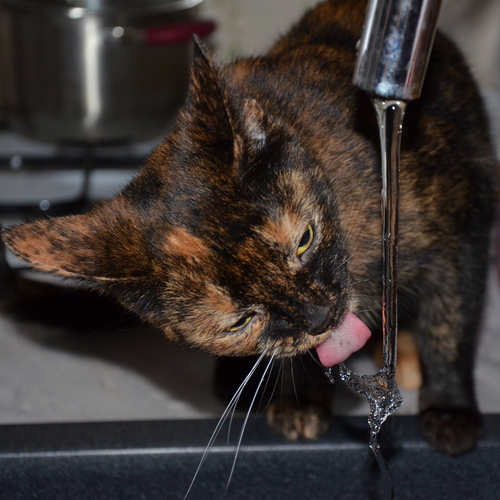Photo #14027454
