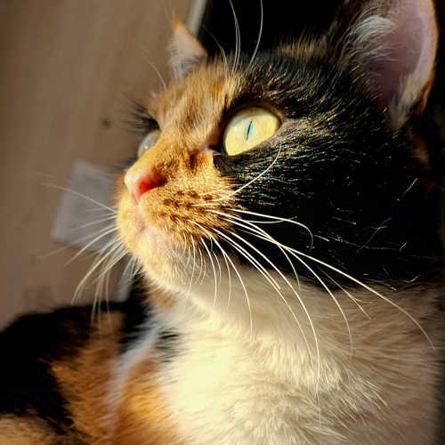 Photo #14027460