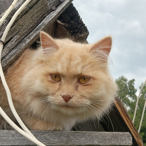 Photo #14027465