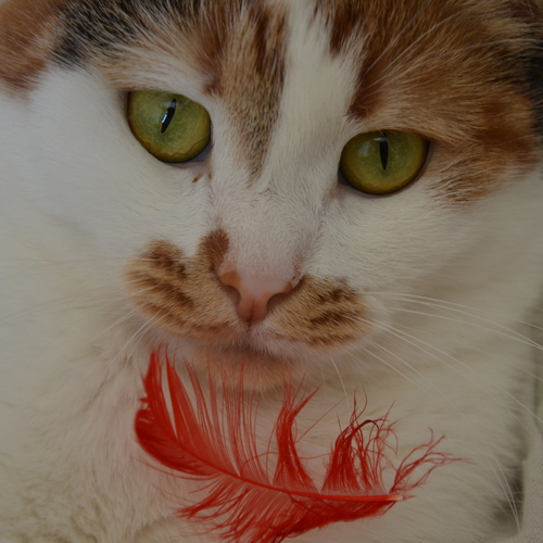 Photo #14027479
