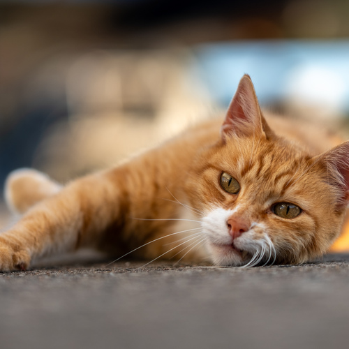 Cool cat...