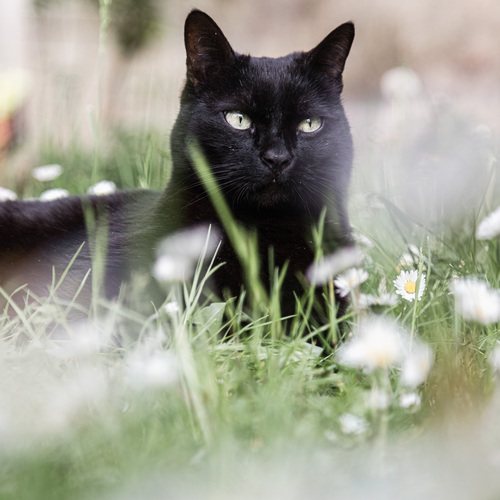 Black cat
