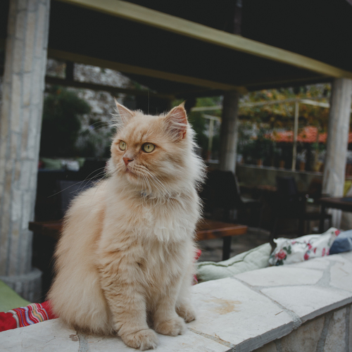 Photo #14027705