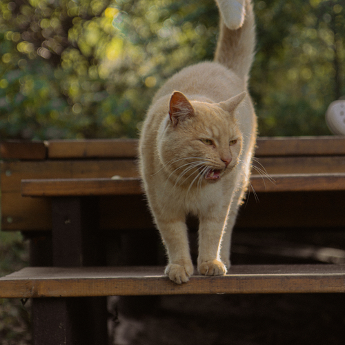 Photo #14027737