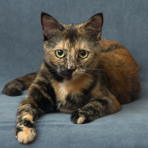 Photo #14027756