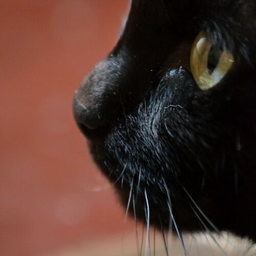 Photo #14027769