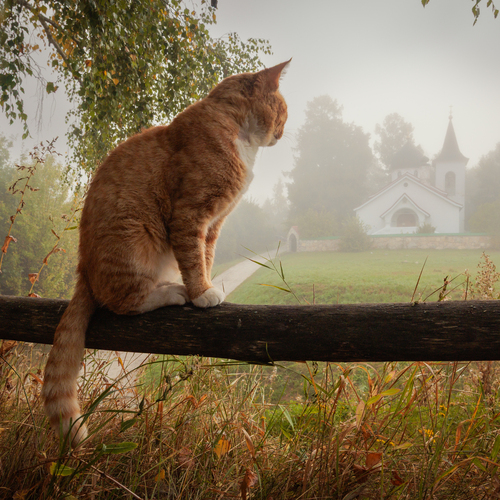 Фотография #14027776
