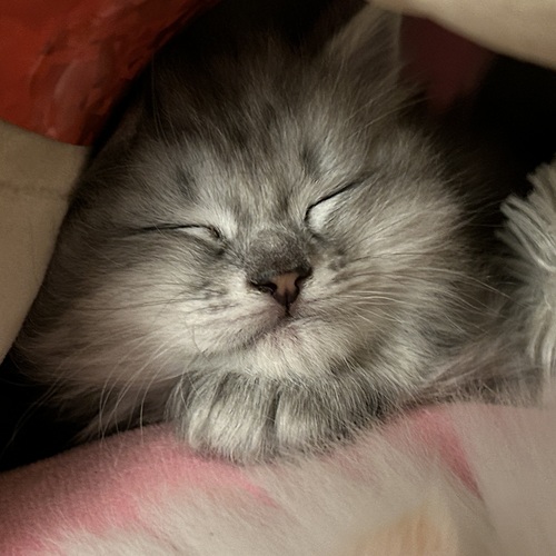 Photo #14027802