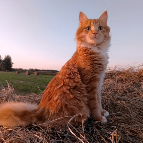 Григорий