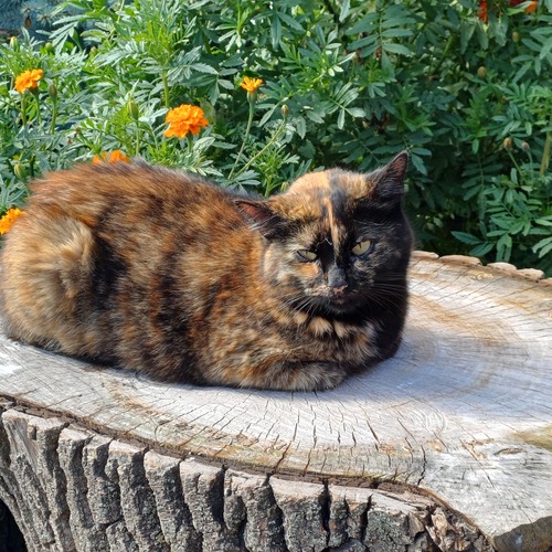 Photo #14027883