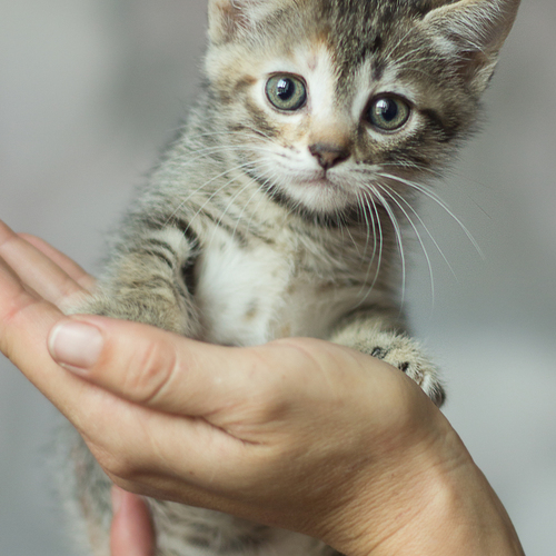 Photo #14028002