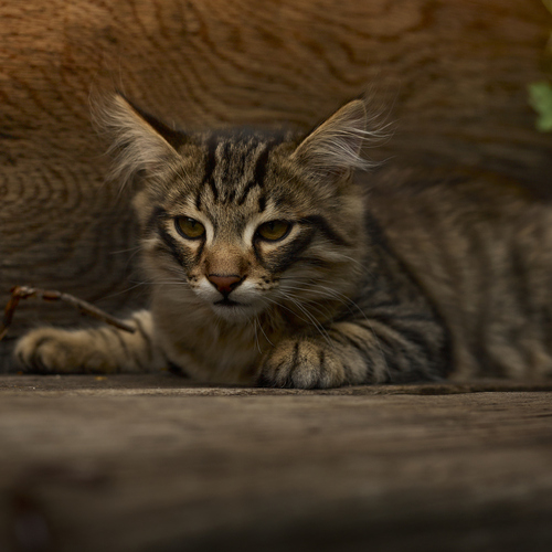 Photo #14028046