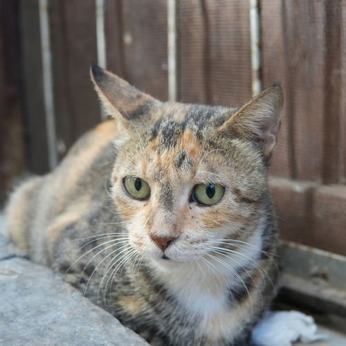 Photo #14028083