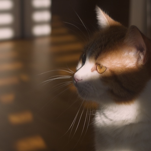 In golden light