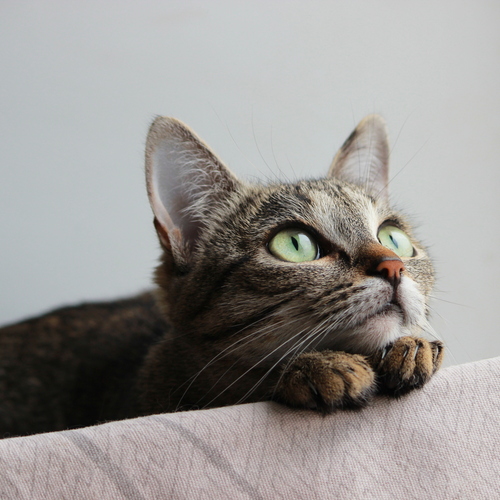 Photo #14028197