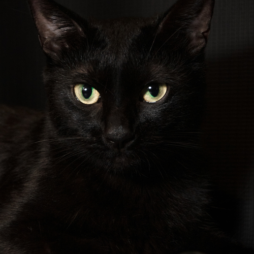 Photo #14028210