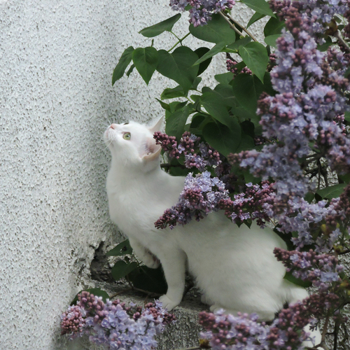 Мяу-си / Cat and Lilac