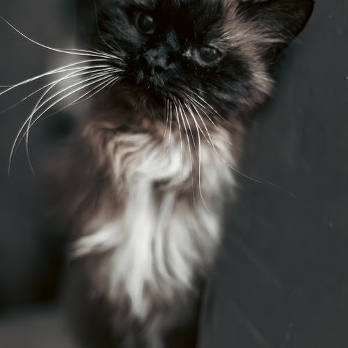 Photo #14028258
