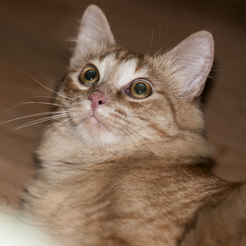 Photo #14028260