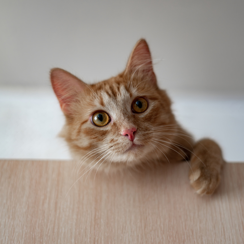 Photo #14028267