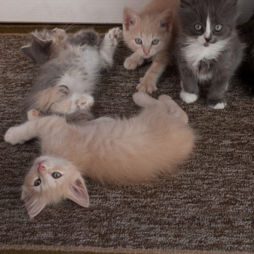Photo #14028364