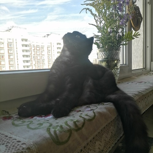 Британская кошечка на окне.