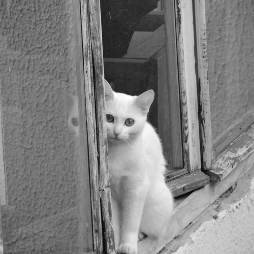 Photo #14028381