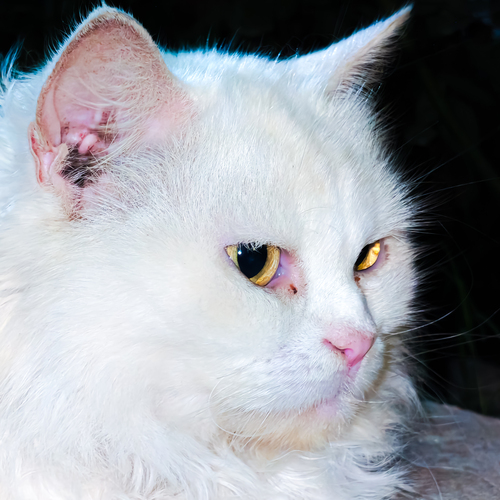 Photo #14028441